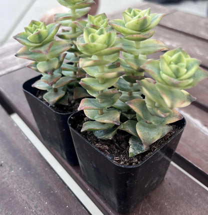 Variegated string of buttons 2"