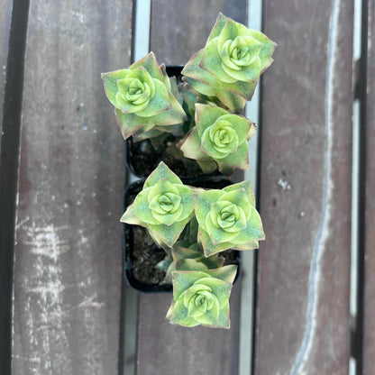Variegated string of buttons 2"