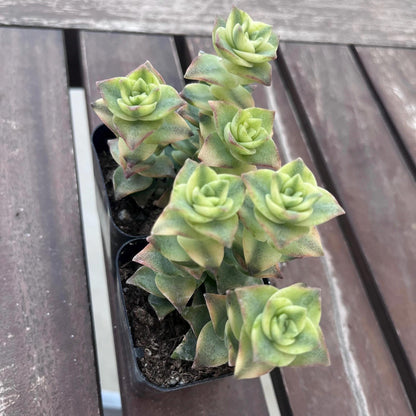 Variegated string of buttons 2"