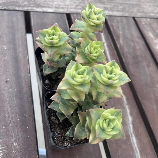 Variegated string of buttons 2"