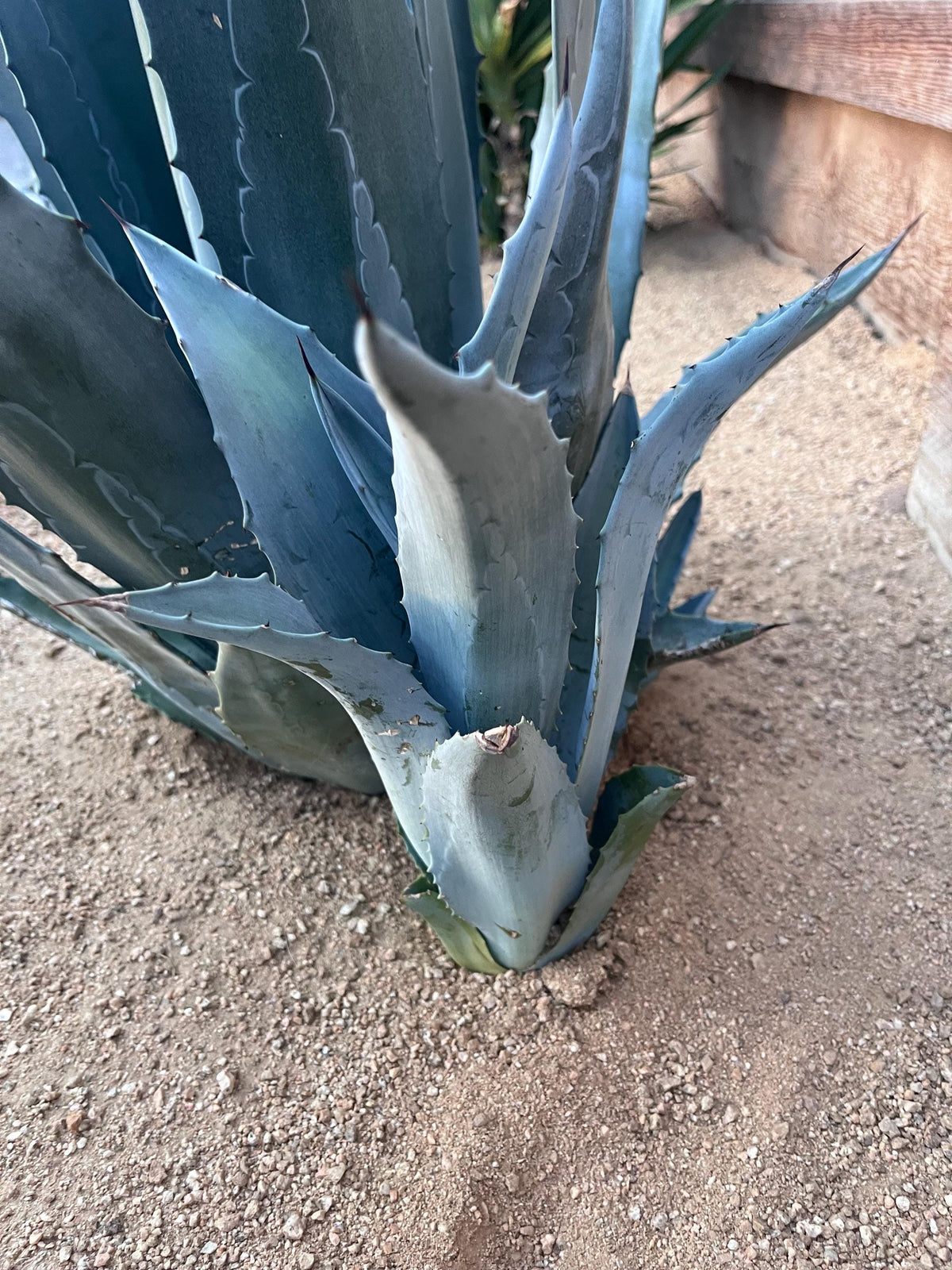 Blue Agave Americana Pup 12 Inch – Hardy Desert Succulent, Drought‑Tolerant Agave for Landscaping – Ships Bare Root