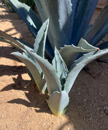 Blue Agave Americana Pup 12 Inch – Hardy Desert Succulent, Drought‑Tolerant Agave for Landscaping – Ships Bare Root