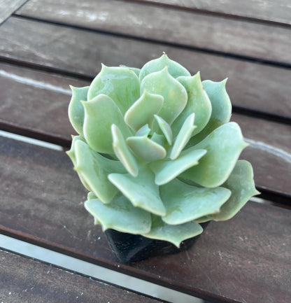 Echeveria Lola 2” Succulent Rosette | Live Succulent