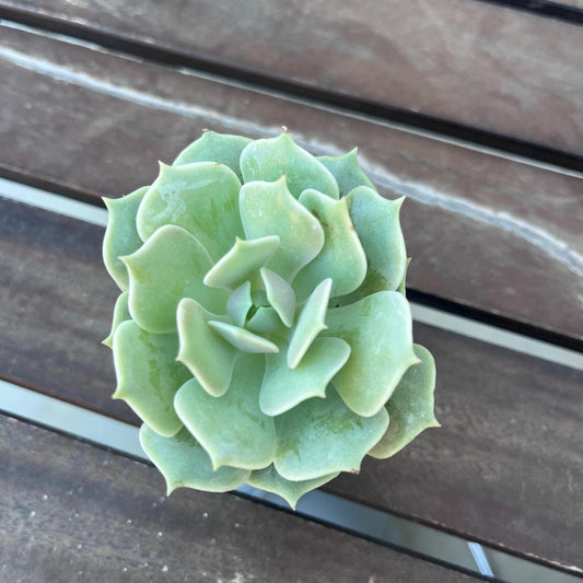 Echeveria Lola 2” Succulent Rosette | Live Succulent