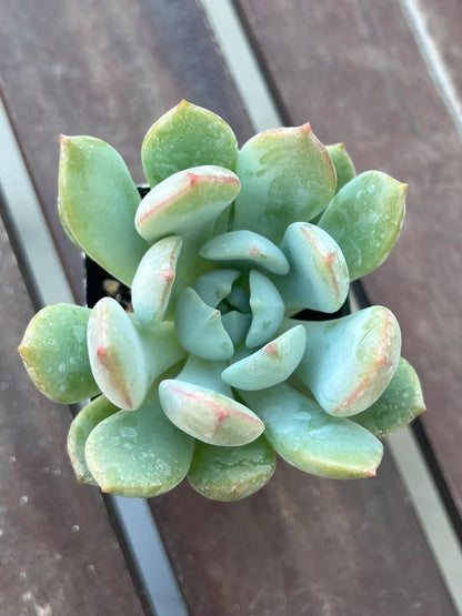 Graptoveria Moonglow Succulent 2"