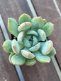 Graptoveria Moonglow Succulent 2"