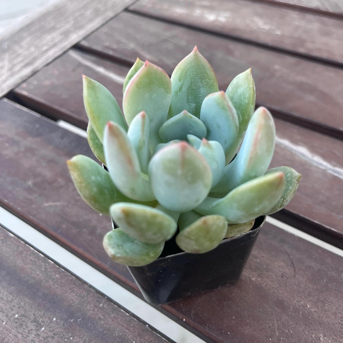 Graptoveria Moonglow Succulent 2"