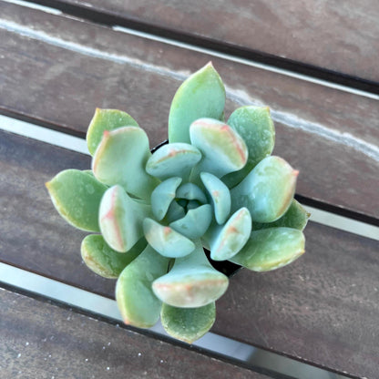 Graptoveria Moonglow Succulent 2"