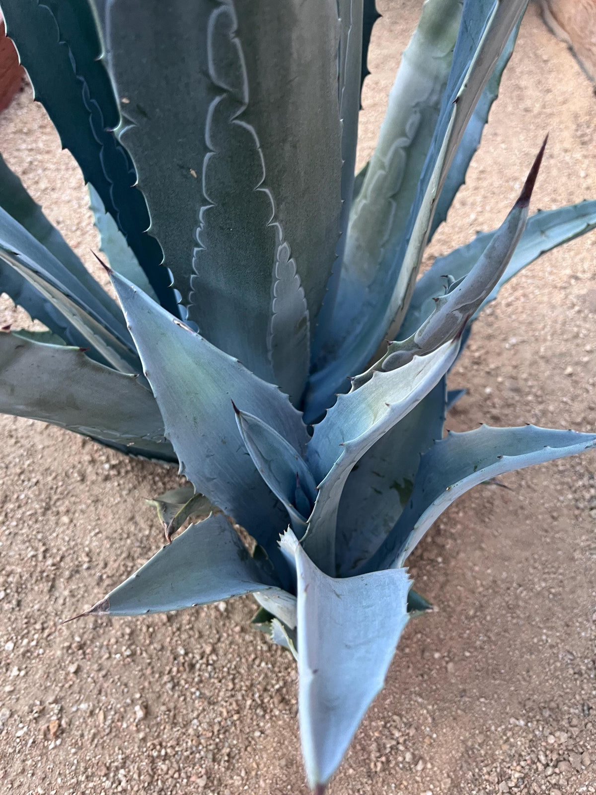 Blue Agave Americana Pup 12 Inch – Hardy Desert Succulent, Drought‑Tolerant Agave for Landscaping – Ships Bare Root
