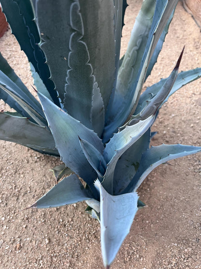 Blue Agave Americana Pup 12 Inch – Hardy Desert Succulent, Drought‑Tolerant Agave for Landscaping – Ships Bare Root