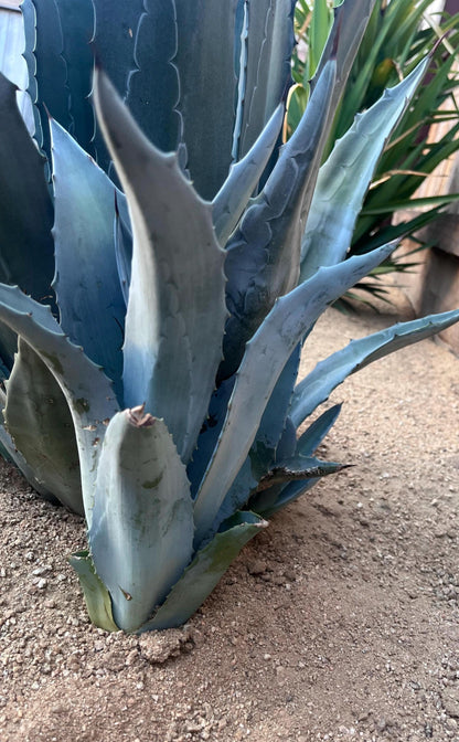 Blue Agave Americana Pup 12 Inch – Hardy Desert Succulent, Drought‑Tolerant Agave for Landscaping – Ships Bare Root