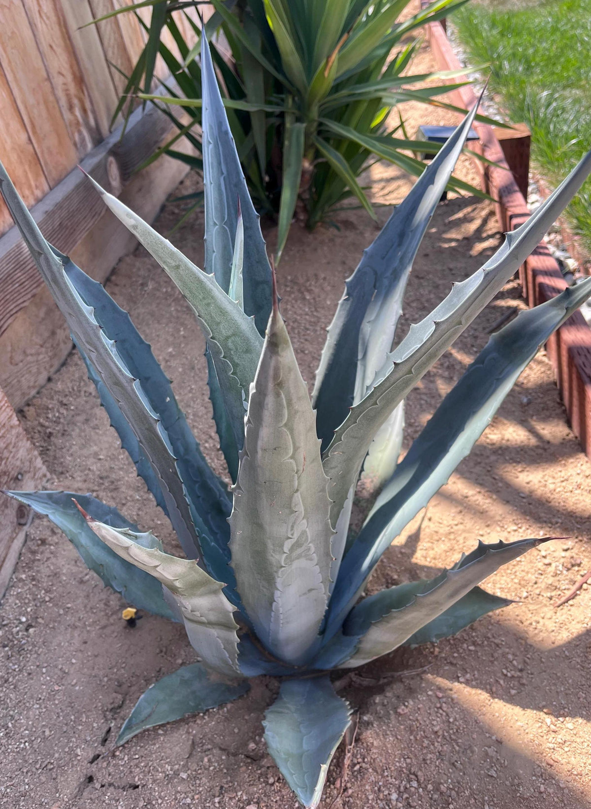 Blue Agave Americana Pup 12 Inch – Hardy Desert Succulent, Drought‑Tolerant Agave for Landscaping – Ships Bare Root