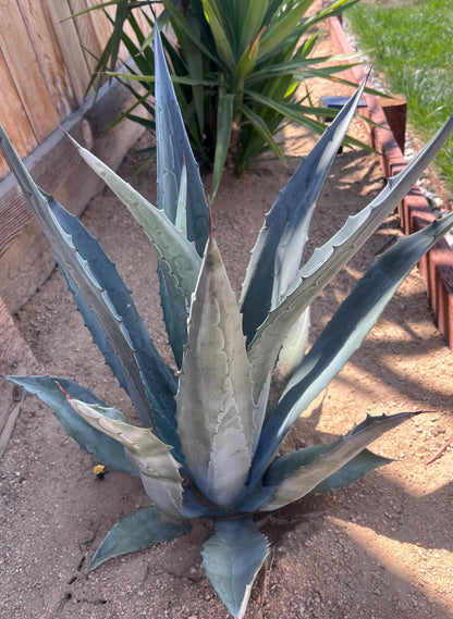 Blue Agave Americana Pup 12 Inch – Hardy Desert Succulent, Drought‑Tolerant Agave for Landscaping – Ships Bare Root