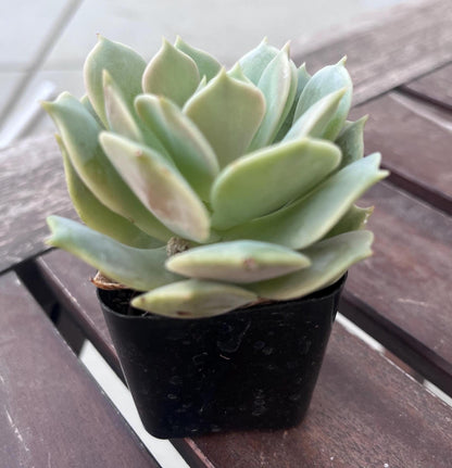 Echeveria Lola 2” Succulent Rosette | Live Succulent