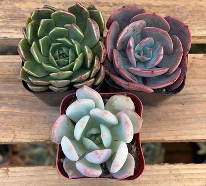 Succulent Variety 4 pack- Random Assortment