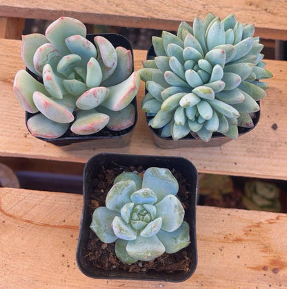 Succulent Variety 4 pack- Random Assortment