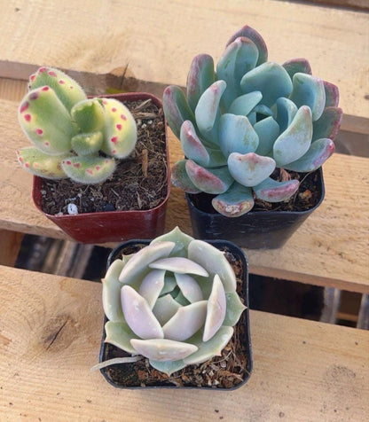 Succulent Variety 4 pack- Random Assortment