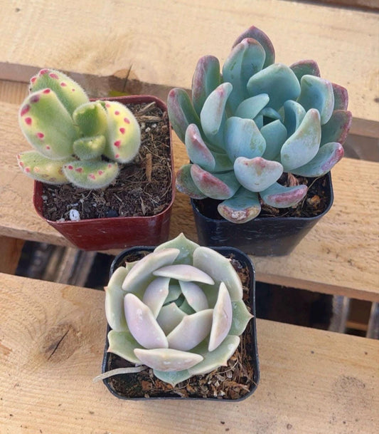 Succulent Variety 4 pack- Random Assortment