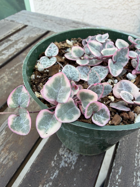 Pink Variegated String of Hearts 4” | Ceropegia Woodii Pink | Rare Trailing Plant