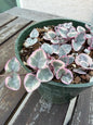 Pink Variegated String of Hearts 4” | Ceropegia Woodii Pink | Rare Trailing Plant