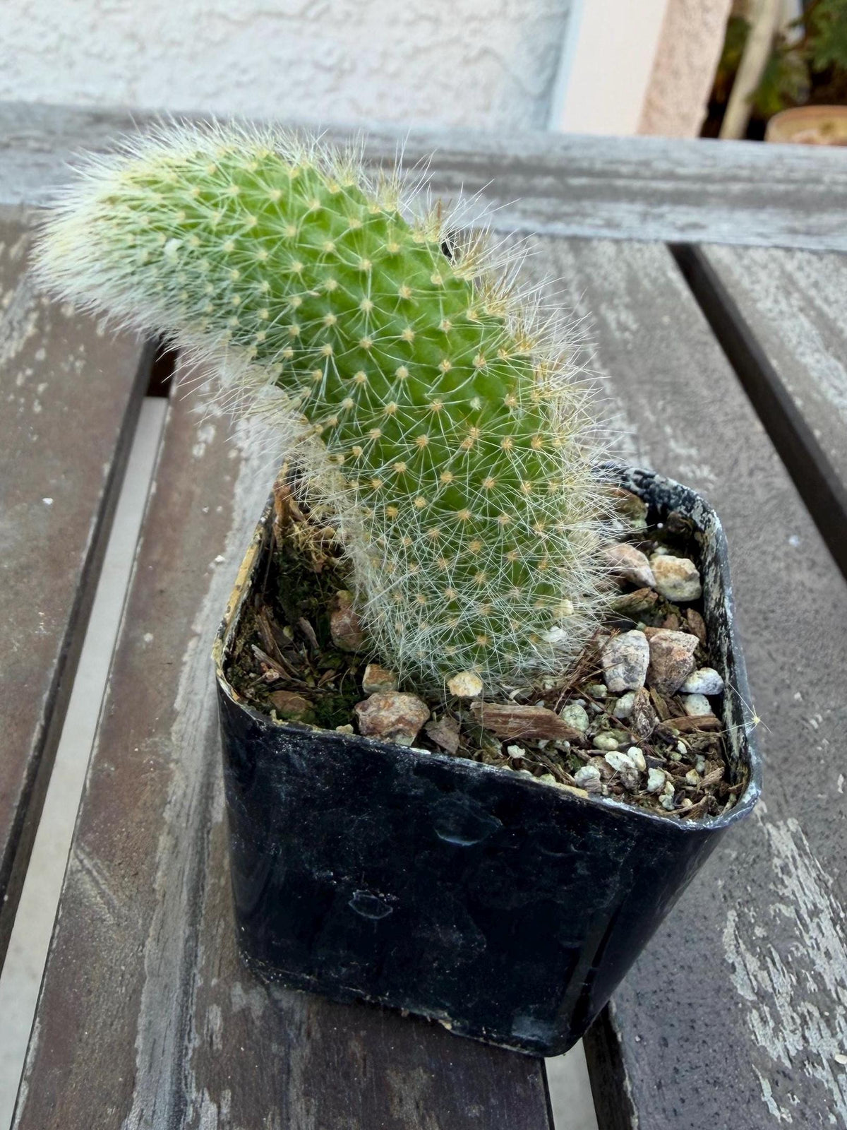 Monkey Tail Cactus 2” | Cleistocactus Winteri | Fuzzy Hanging Cactus | Rare Cactus