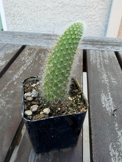 Monkey Tail Cactus 2” | Cleistocactus Winteri | Fuzzy Hanging Cactus | Rare Cactus