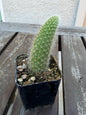Monkey Tail Cactus 2” | Cleistocactus Winteri | Fuzzy Hanging Cactus | Rare Cactus