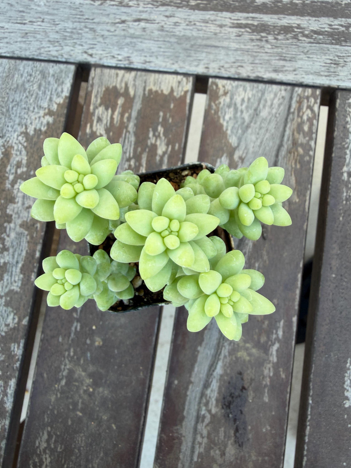 Set of 3 Succulents | Assorted Succulent Pack | Live Plant Gi