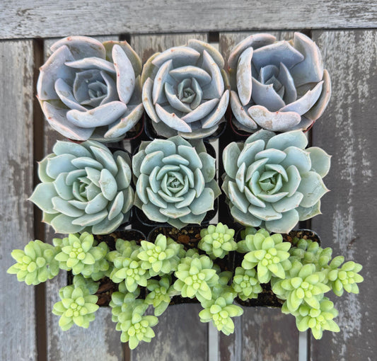 Set of 3 Succulents | Assorted Succulent Pack | Live Plant Gi