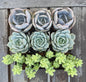 Set of 3 Succulents | Assorted Succulent Pack | Live Plant Gi