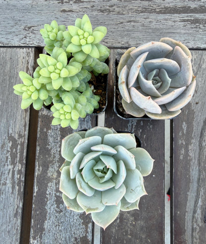 Set of 3 Succulents | Assorted Succulent Pack | Live Plant Gi