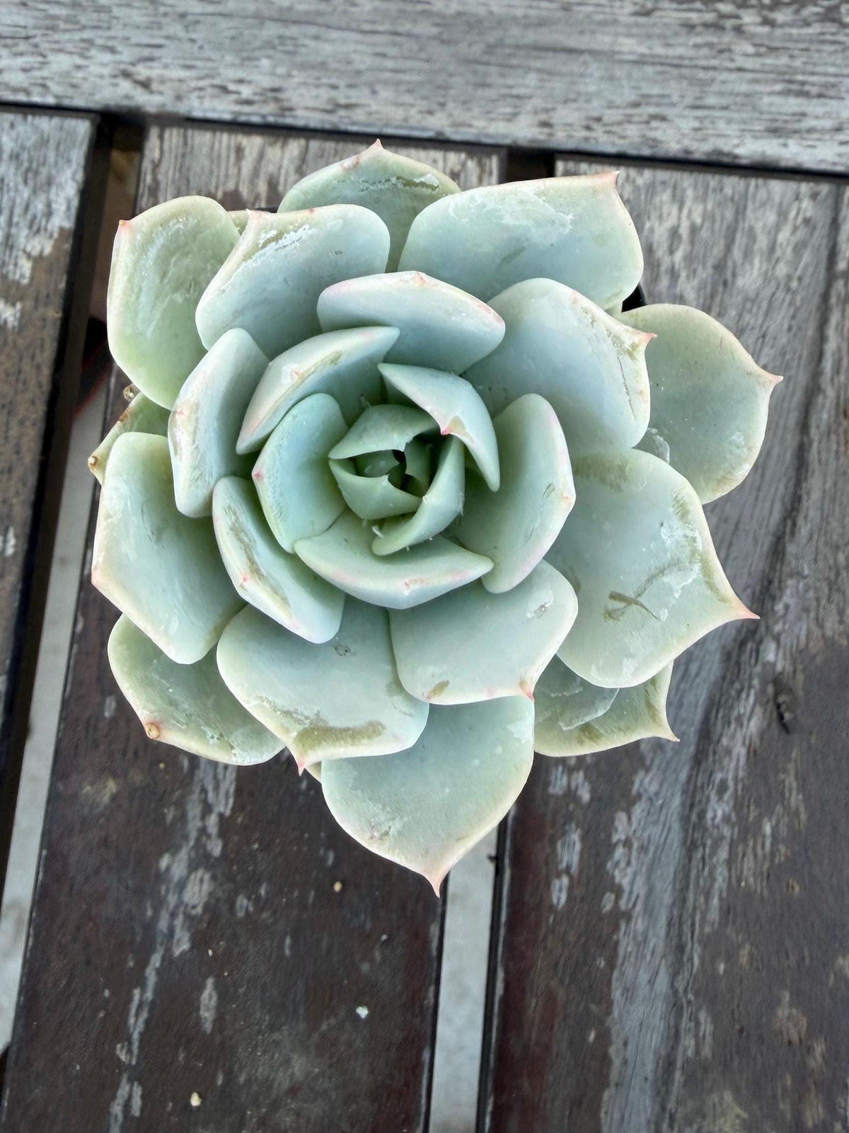 Set of 3 Succulents | Assorted Succulent Pack | Live Plant Gi