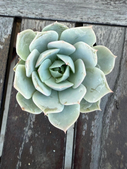 Set of 3 Succulents | Assorted Succulent Pack | Live Plant Gi