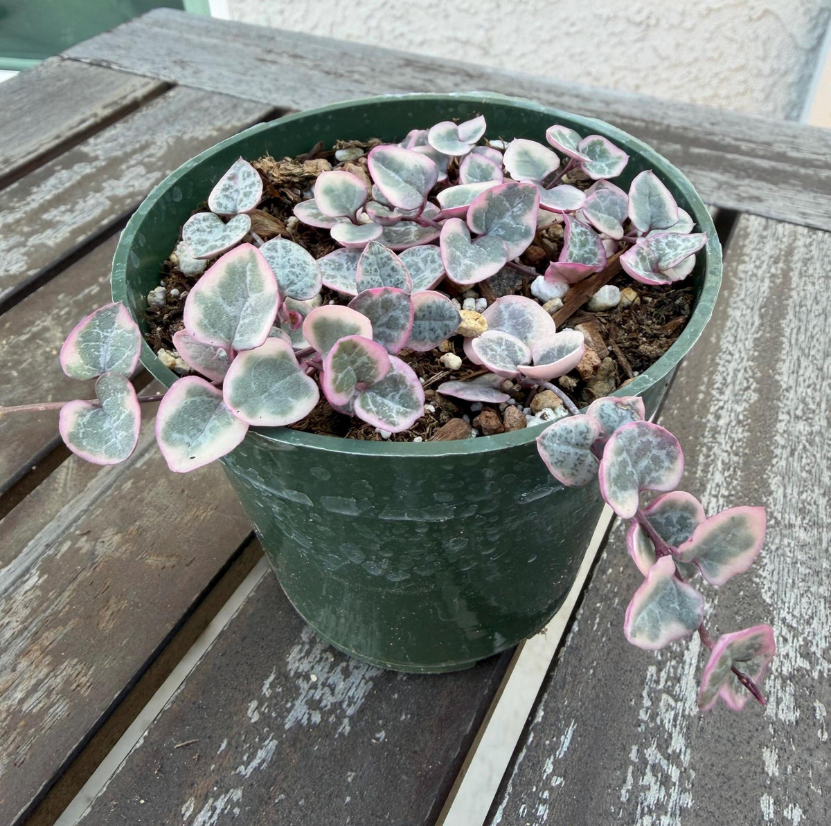 Pink Variegated String of Hearts 4” | Ceropegia Woodii Pink | Rare Trailing Plant