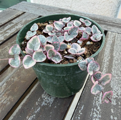 Pink Variegated String of Hearts 4” | Ceropegia Woodii Pink | Rare Trailing Plant