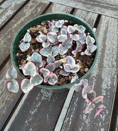 Pink Variegated String of Hearts 4” | Ceropegia Woodii Pink | Rare Trailing Plant