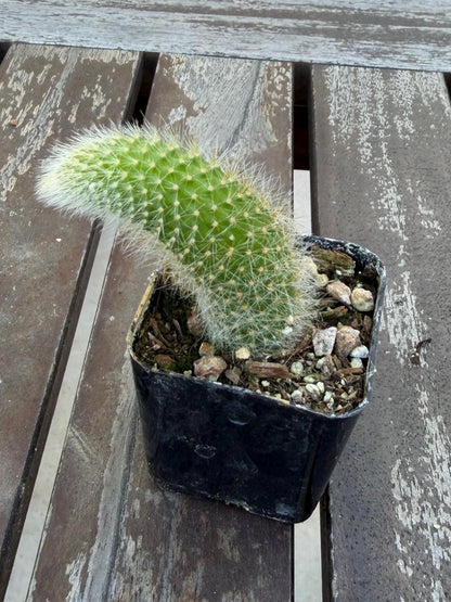 Monkey Tail Cactus 2” | Cleistocactus Winteri | Fuzzy Hanging Cactus | Rare Cactus
