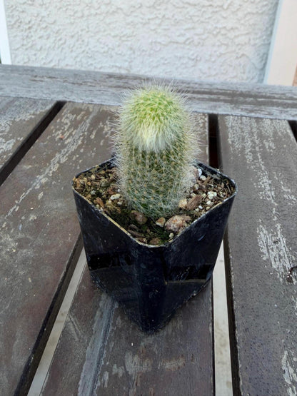 Monkey Tail Cactus 2” | Cleistocactus Winteri | Fuzzy Hanging Cactus | Rare Cactus