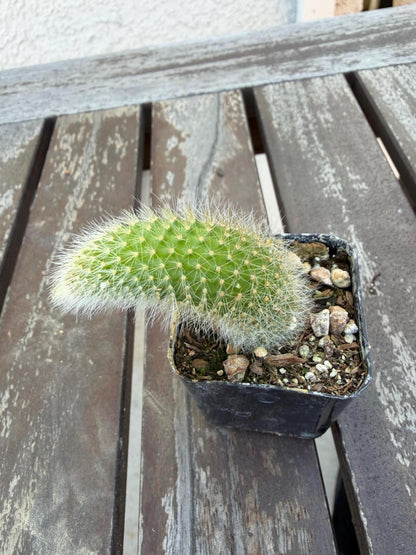 Monkey Tail Cactus 2” | Cleistocactus Winteri | Fuzzy Hanging Cactus | Rare Cactus