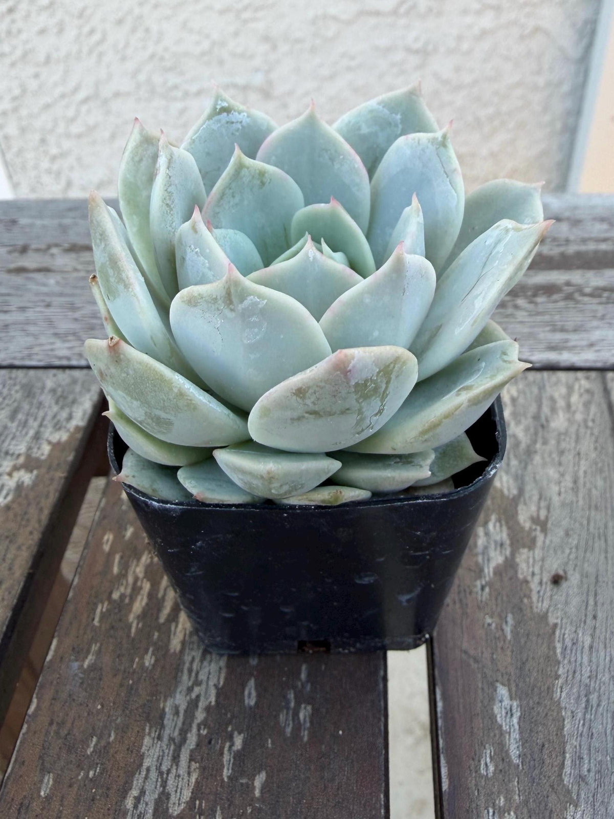 Set of 3 Succulents | Assorted Succulent Pack | Live Plant Gi