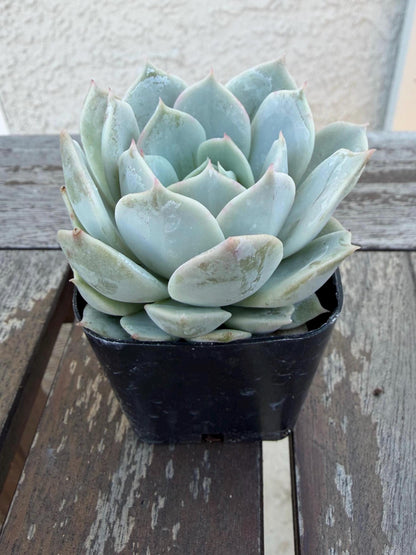 Set of 3 Succulents | Assorted Succulent Pack | Live Plant Gi