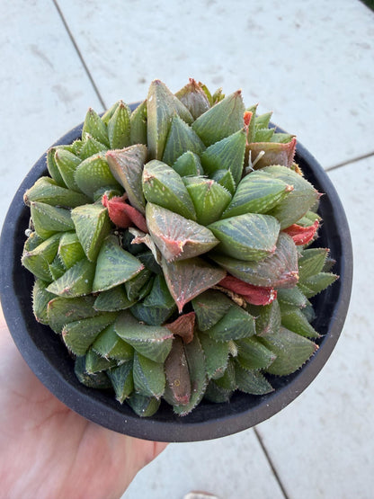 Haworthia Variety 4” | Live Succulent | Rare Plants