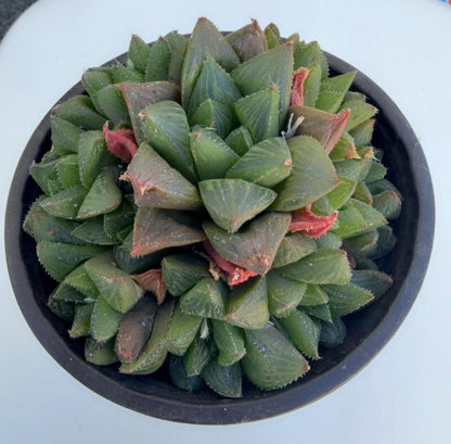 Haworthia Variety 4” | Live Succulent | Rare Plants