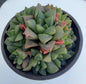 Haworthia Variety 4” | Live Succulent | Rare Plants