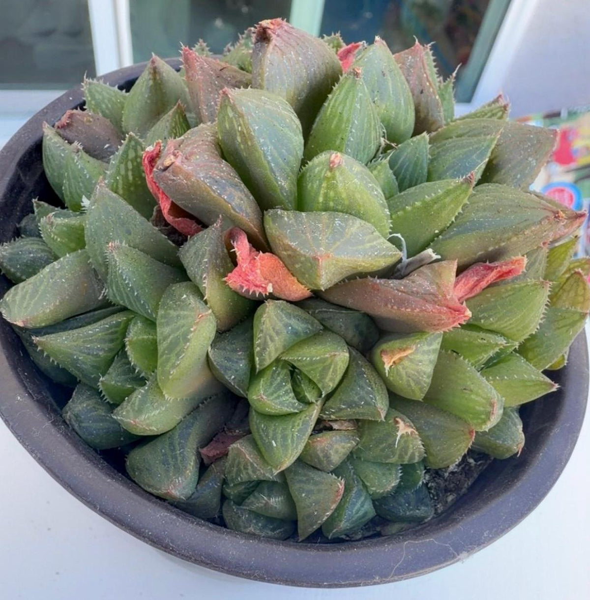 Haworthia Variety 4” | Live Succulent | Rare Plants