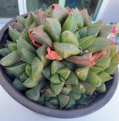 Haworthia Variety 4” | Live Succulent | Rare Plants