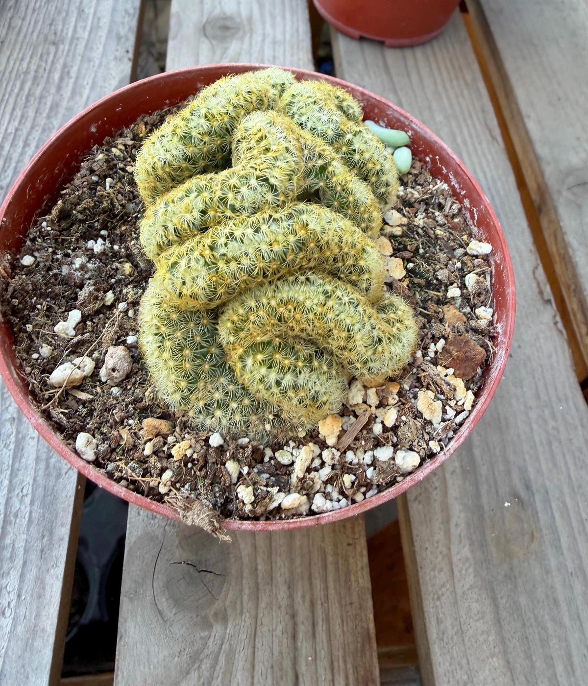 Mammilaria Elongata Cristata | Brain Cactus 4” | Rare Crested Cactus