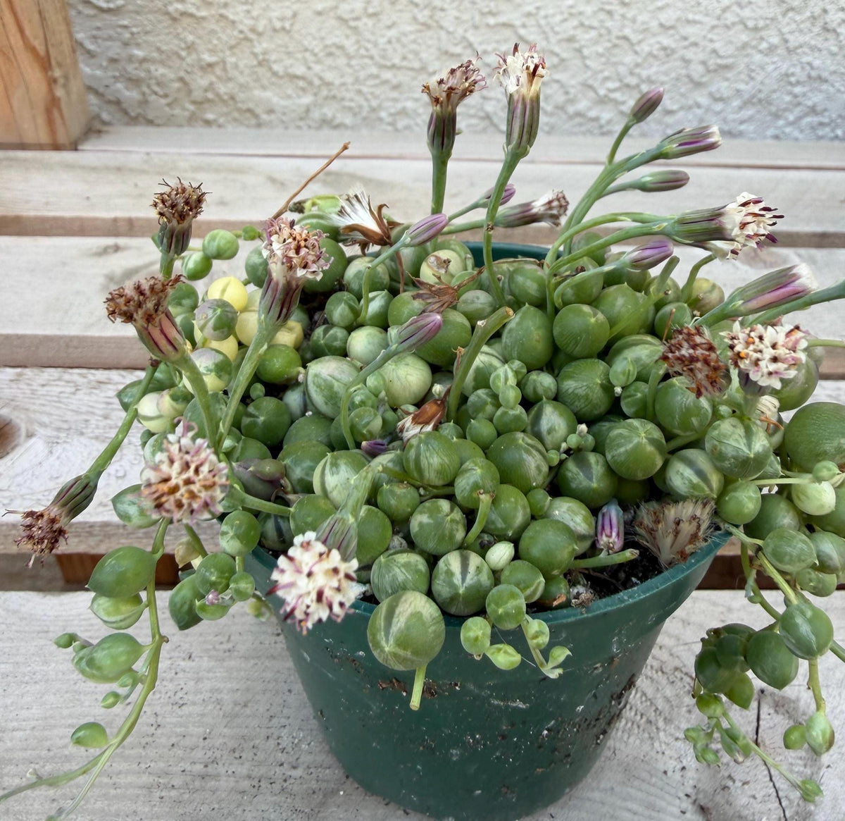 Variegated String of Pearls 4"