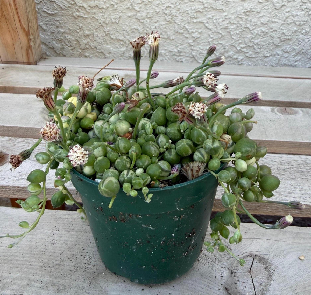 Variegated String of Pearls 4"