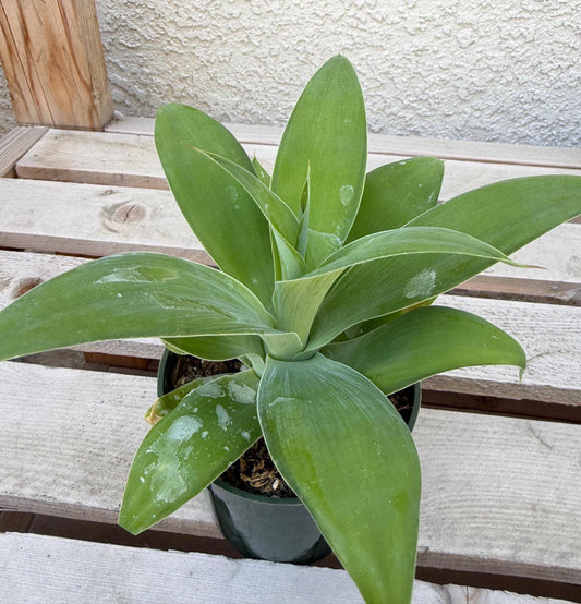 Agave Attenuata | Foxtail Agave 4”